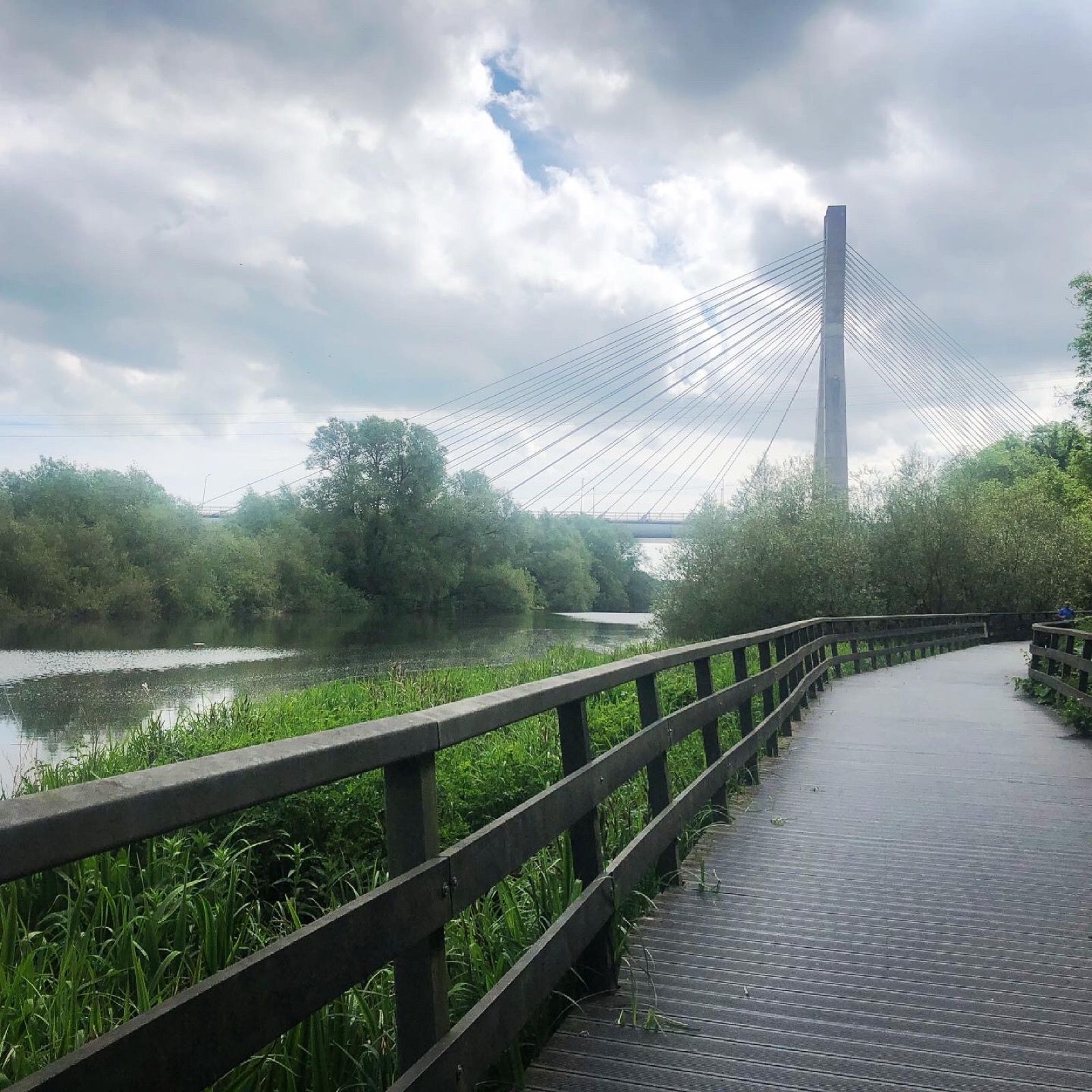 The Boyne Cable Bridge carrying the M1 Drogheda Bypass over the River Boyne, County Louth, seen from a riverside boardwalk